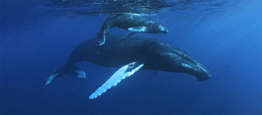 Mobydick Dominican Republic Whales