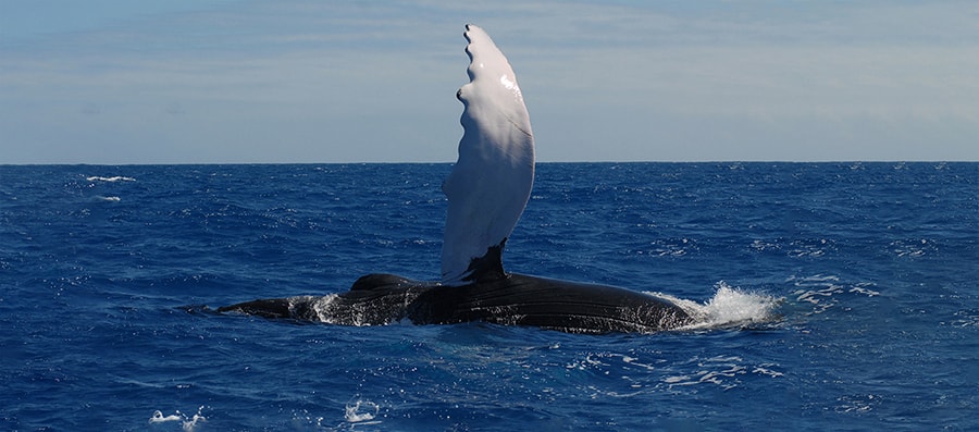 Mobydick Dominican Republic Whales 