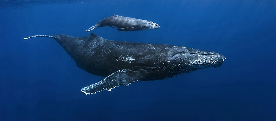 Mobydick La-reunion general Information