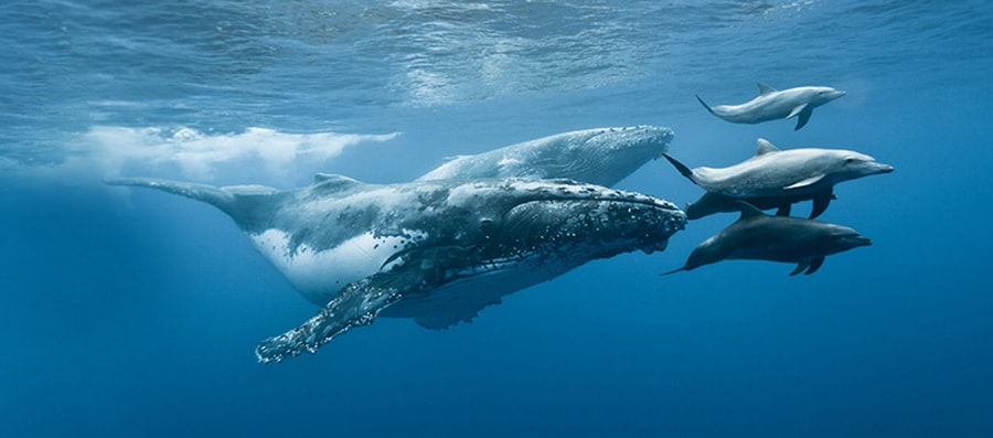 Mobydick La-reunion Whales