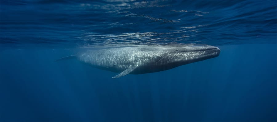 Mobydick Timor Leste General Information Mobydick Timor Leste general Information
