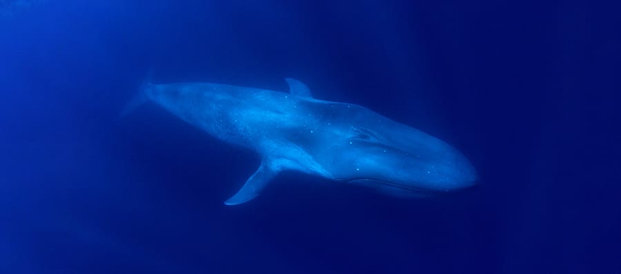 Mobydick Timor-Leste Whales