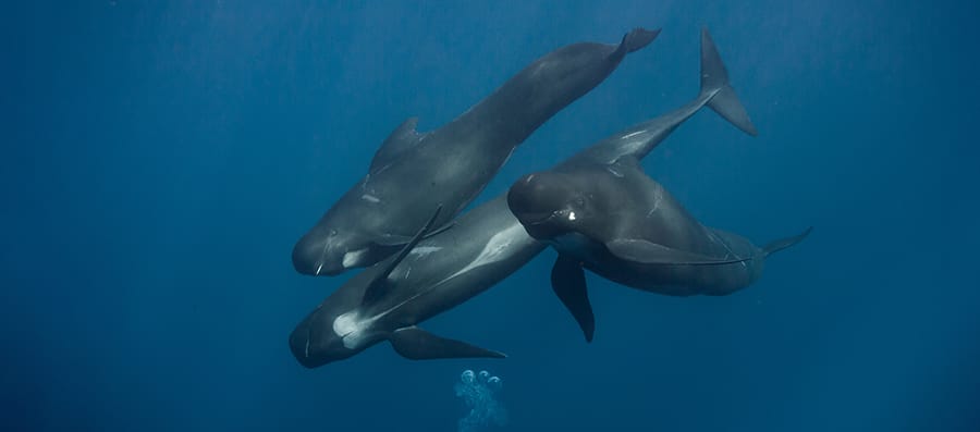 Mobydick Timor-Leste Whales