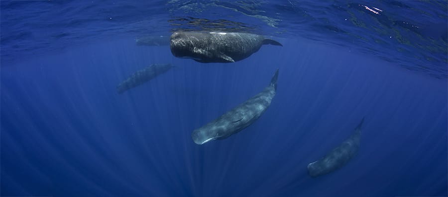 Mobydick Timor-Leste Whales