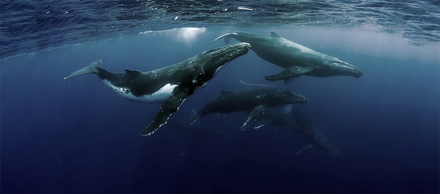 Mobydick Tonga general Information