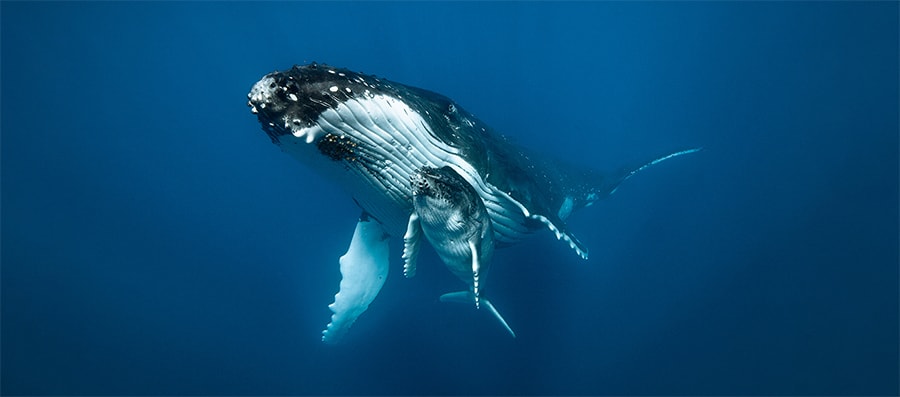 Mobydick tonga Whales