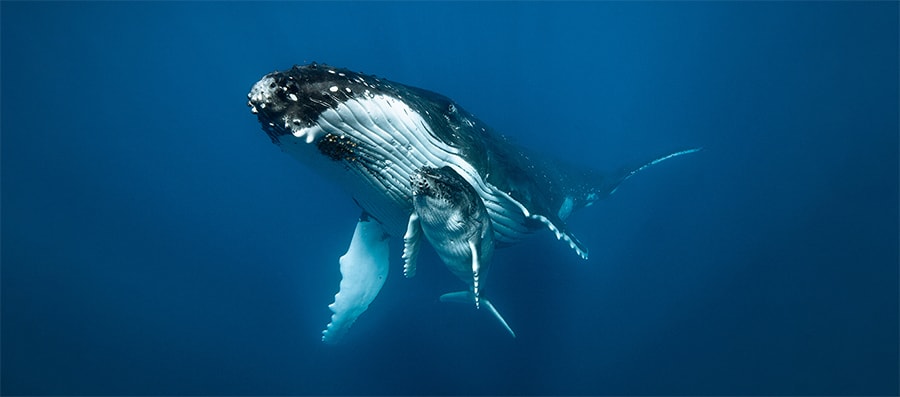 Mobydick tonga Whales