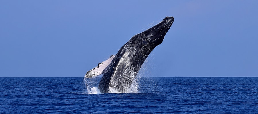 Mobydick Tonga Whales