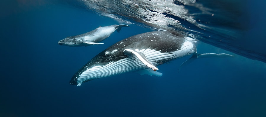 Mobydick Tonga Whales