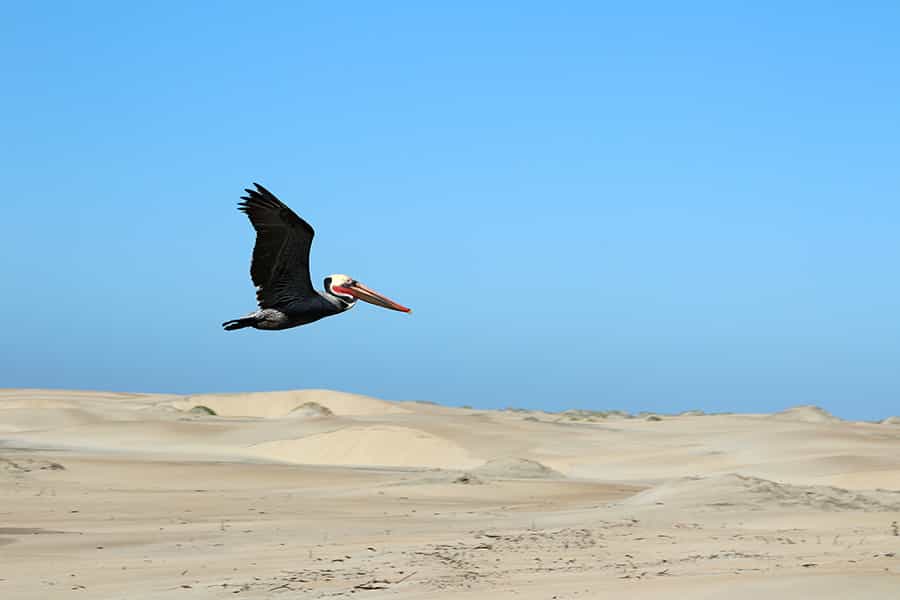 Mobydick Mexico Accommodation  Mobydick Mexico Accommodation