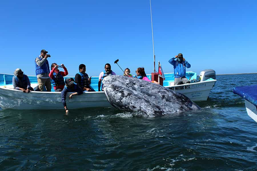 Mobydick Mexico General Information