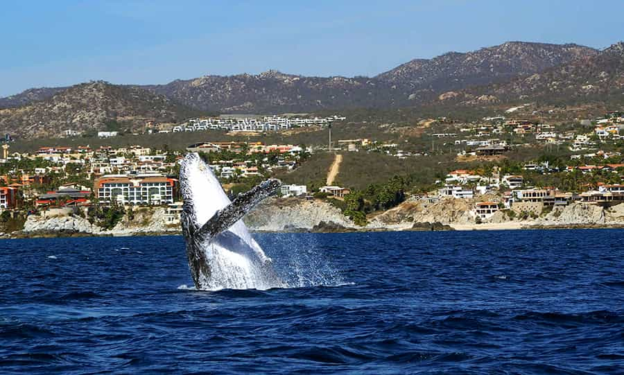 Mobydick Mexico Whales