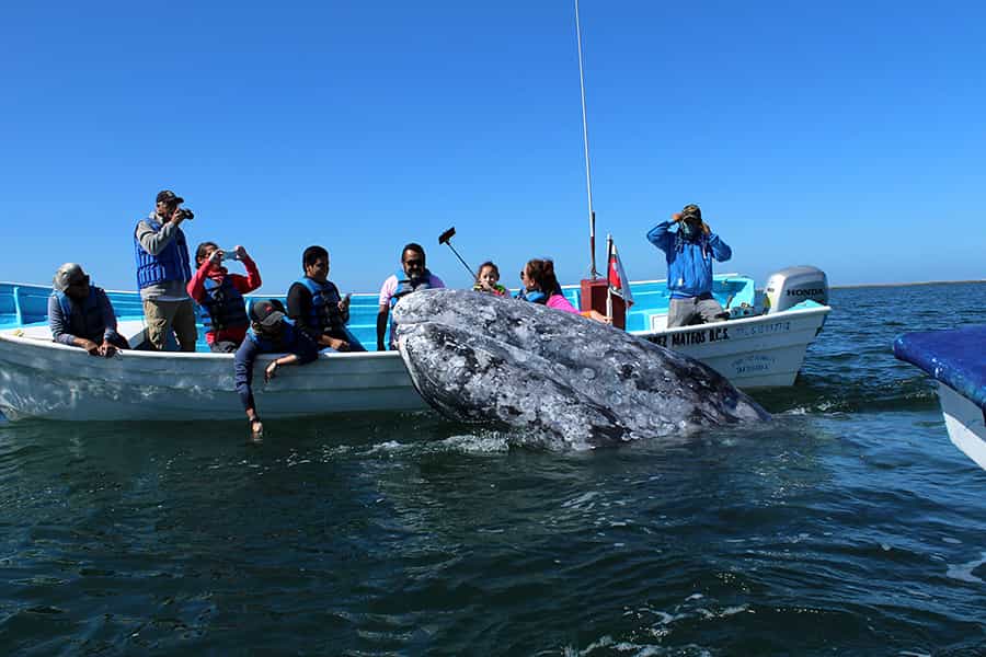 Mobydick Mexico Whales Mobydick Mexico Whales