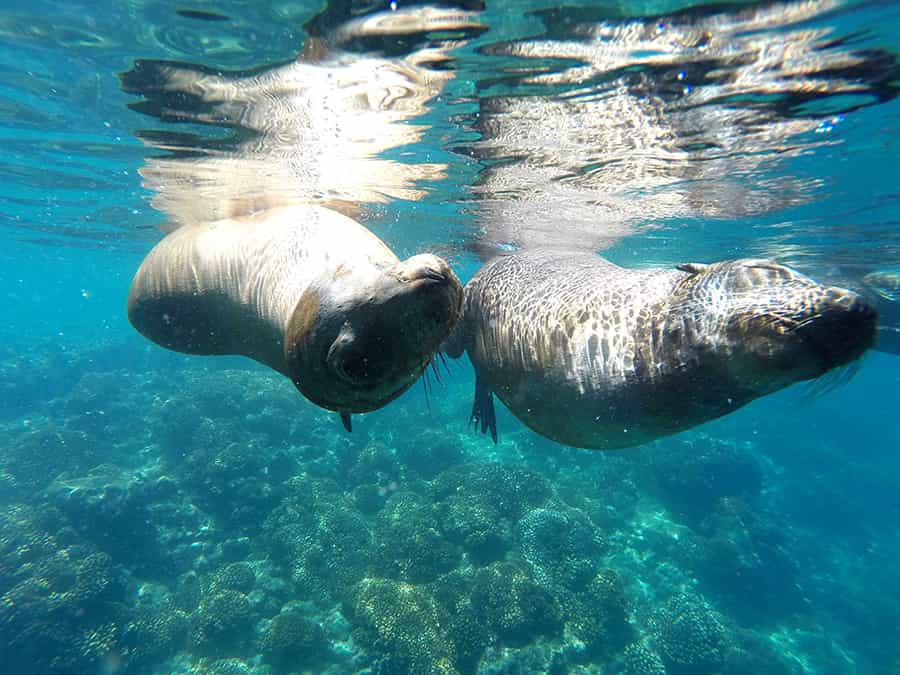 Mobydick Mexico Whales Mobydick Mexico Whales